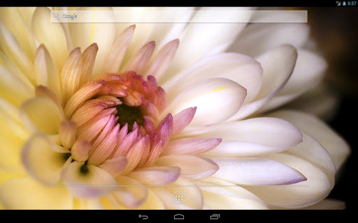 【免費個人化App】Macro Flowers Live Wallpaper-APP點子