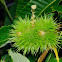 Sweet Chestnut fruit, erizos de castaño