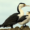 Little Pied Cormorant ( smaller bird in pic. )