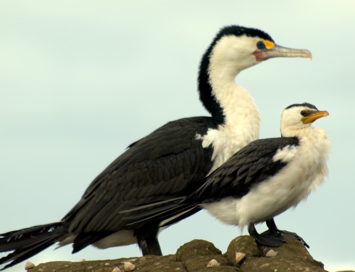 Little Pied Cormorant ( smaller bird in pic. )