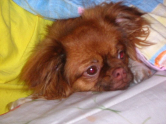 Daisy