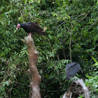 Turkey vulture and Black vulture