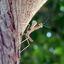 Giant African Mantis Nymph
