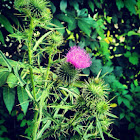 Thistle