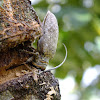 Woodcutter Beetle