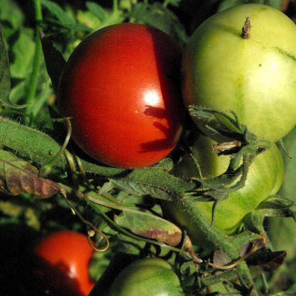 Early Girl VF Tomato Project Noah