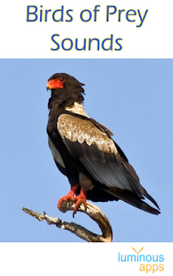 Birds of Prey Sounds(圖1)-速報App