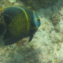 French Angelfish