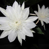 Night Blooming Cereus