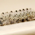 Hickory Tussock Moth