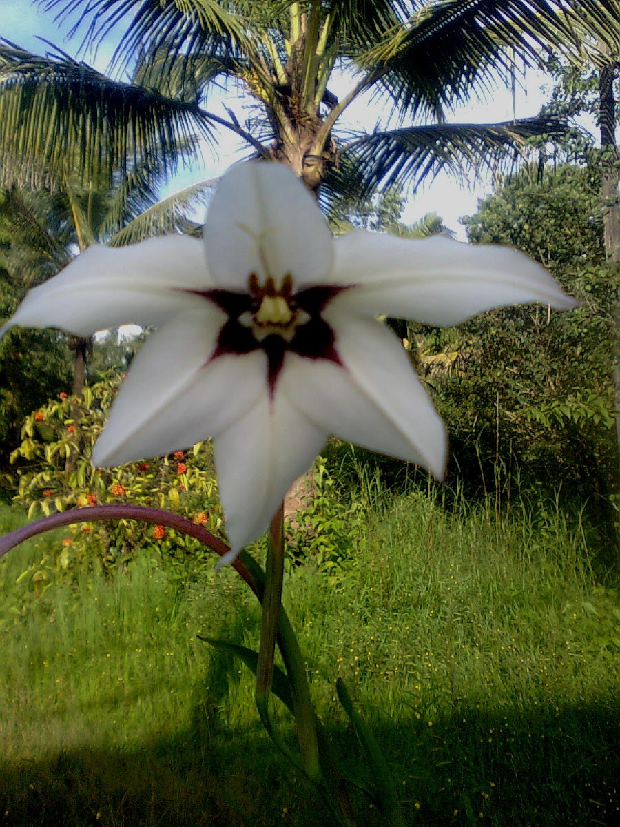 Gladiolus Calianthus