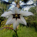 Gladiolus Calianthus