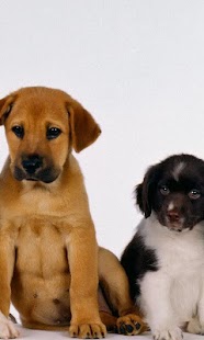 Lovely Dogs Wallpapers Screenshots 5