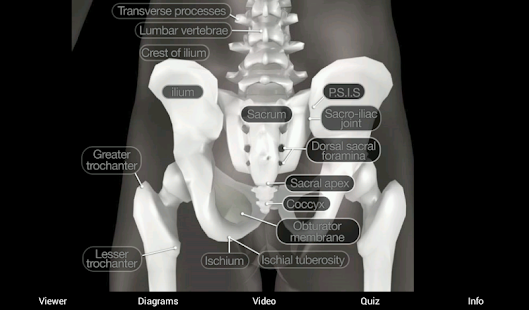 Skeletal Anatomy 3D