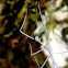 Juvenile Moss-Mimic Walking Stick