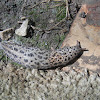 Leopard Slug
