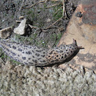 Leopard Slug