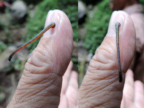 Jawed land leeches | Project Noah