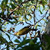 Australasian Figbird (male)