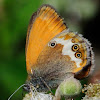 Pearly Heath; Ninfa perlada