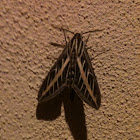 White-lined Sphinx moth