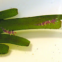 Flabellina exoptata
