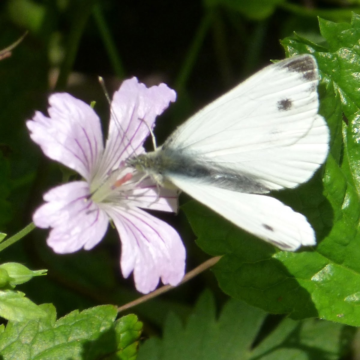 Green-veined White (male)