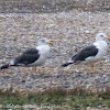 Lesser Black-backed Gull