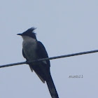 Pied crested cuckoo
