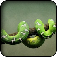 ヘビの壁紙 Androidアプリ Applion