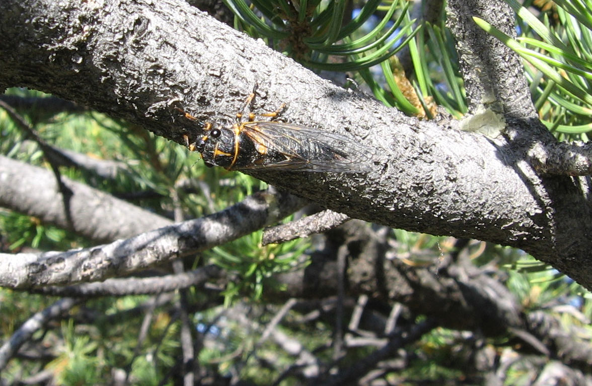 Cicada