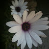 African Daisy