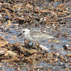 Sanderling