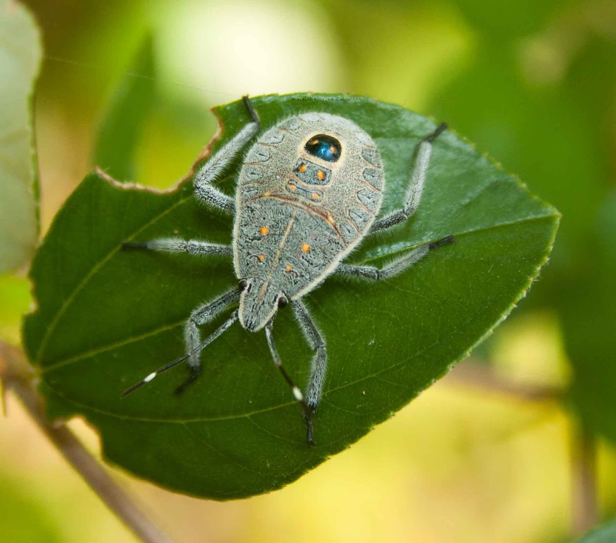 Bug / Beetle