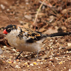 Pin-tailed Whydah