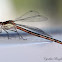 Northern (Common) Spreadwing