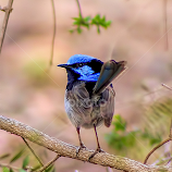 Male Superb Fairy Wren in my garden by Chris KIELY -  