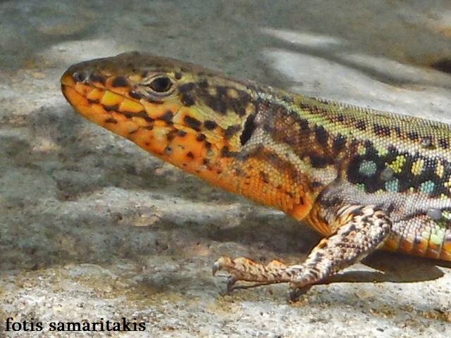 Cretan Wall Lizard