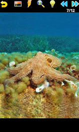 Ocean Puzzle poster 4