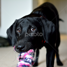 Froaig  by Steffen Gronegger - Animals - Dogs Playing