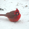 cardinal-red-bird