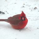 cardinal-red-bird
