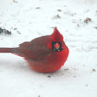 cardinal-red-bird