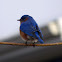 Eastern blue bird