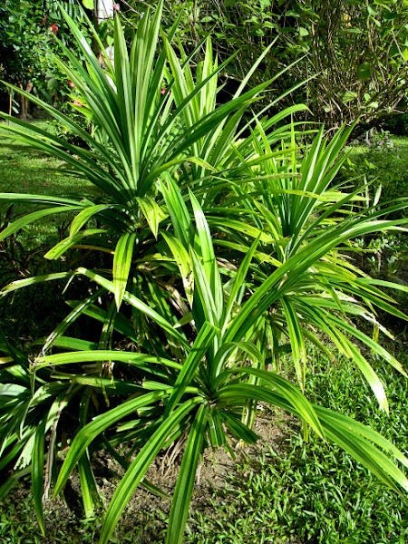 Pandan, daun pandan  Project Noah