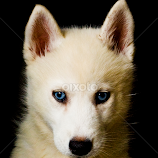 BabyTehya by Anthony Hedger -  