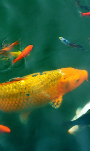 Коі Живі Шпалери Screenshots 3