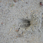 White-tailed deer track