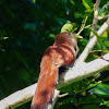 Squirrel cuckoo