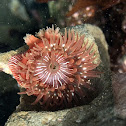 Proliferating Anemone